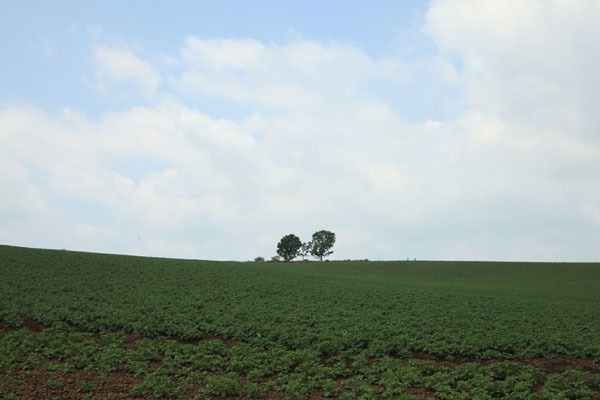 MIZUKI Shigeru ROAD